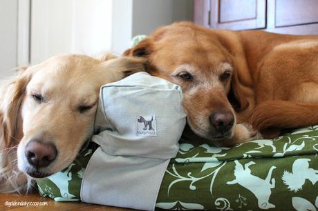 golden retriever dogs find sleeping with a molly mutt pillow comforting
