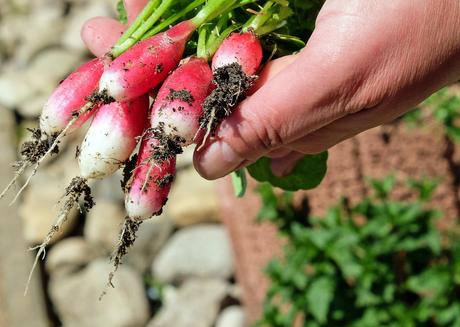 Top garden trends for 2017 radishes