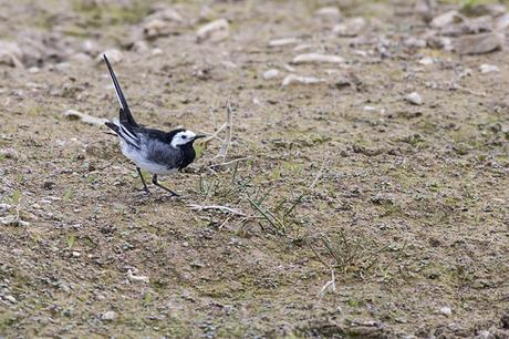 Tails Up - Pied Wagtail