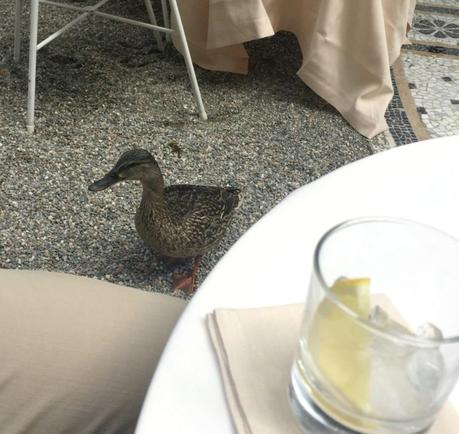 duck begging for food on terrace at Villa d'Este