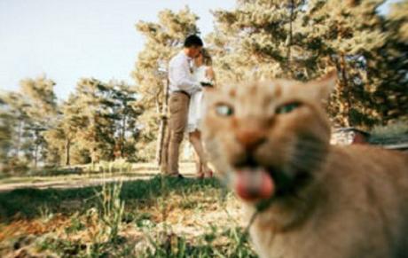 Top 10 Cats Ruining Perfectly Good Photos Cat Ruining Photo