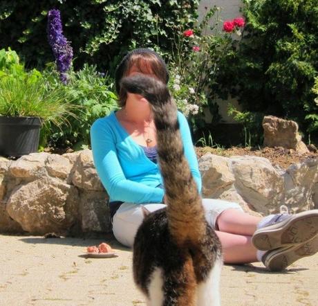 Top 10 Cats Ruining Perfectly Good Photos Cat Ruining Photo