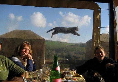 Top 10 Cats Ruining Perfectly Good Photos Cat Ruining Photo