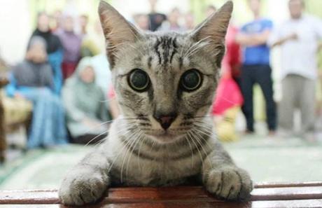 Top 10 Cats Ruining Perfectly Good Photos Cat Ruining Photo