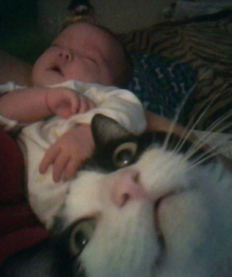 Top 10 Cats Ruining Perfectly Good Photos Cat Ruining Photo