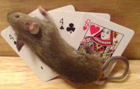 Ten Cute Animals Playing Poker With Their Owners Money Mouse Playing Poker