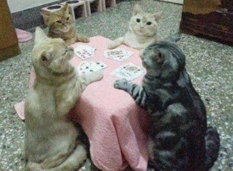Ten Cute Animals Playing Poker With Their Owners Money Ten Cute Animals Playing Poker With Their Owners Money