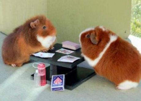 Ten Cute Animals Playing Poker With Their Owners Money Guineapigs Playing Poker