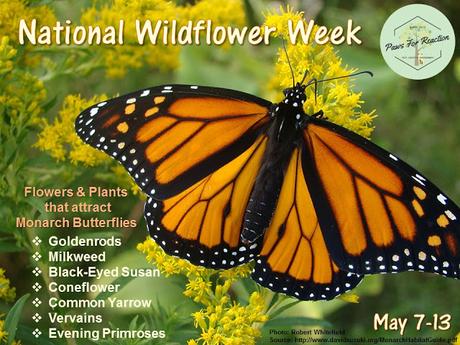 #NationalWildflowerWeek #HowTo attract #MonarchButterflies to #Garden #May7-13 National Wildflower Week May 7-13