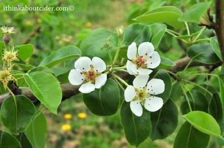 Beer/Cider Photo of the Week: Apple Blossoms at EZ Orchards