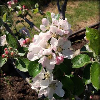 apple blossoms - www.growourown.blogspot.com - an ecotherapy blog