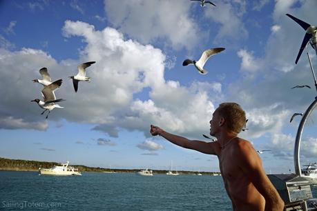 Finding Confidence Cruising Sharing sundowner snacks with curious birds