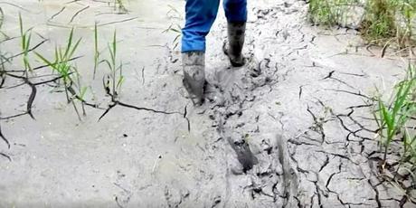 Feds Halt New Drilling on Rover Pipeline After Massive Spills Destroy Ohio Wetlands