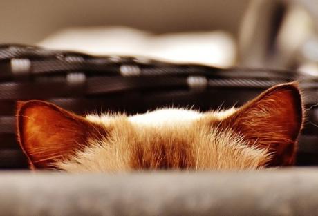 Top 10 Funny Cats Ears and How They Give the Game Away Funny Cats Ears