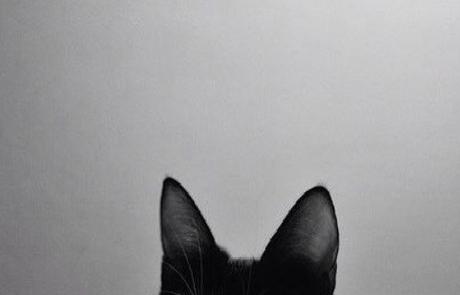 Top 10 Funny Cats Ears and How They Give the Game Away Funny Cats Ears