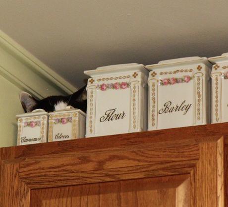 Top 10 Funny Cats Ears and How They Give the Game Away Funny Cats Ears