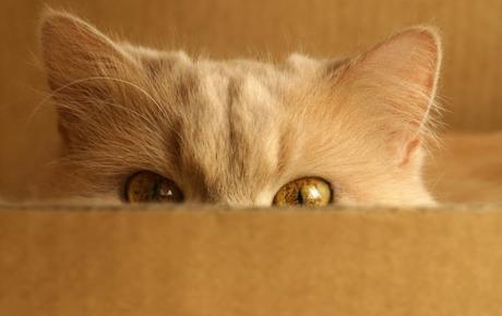 Top 10 Funny Cats Ears and How They Give the Game Away Funny Cats Ears