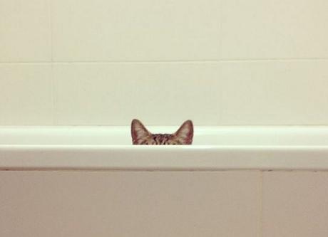 Top 10 Funny Cats Ears and How They Give the Game Away Funny Cats Ears