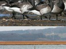 Spring Asynchrony Migratory Birds