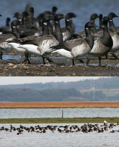 Spring asynchrony in migratory birds Spring asynchrony in migratory birds