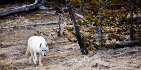 Famous Rare White Wolf Killed in Yellowstone, $10K Reward Offered