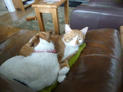 Ginger and Mavis Caught Napping
