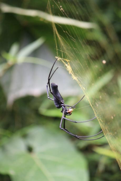 DAILY PHOTO: Big Ole Spider, Nameri National Park