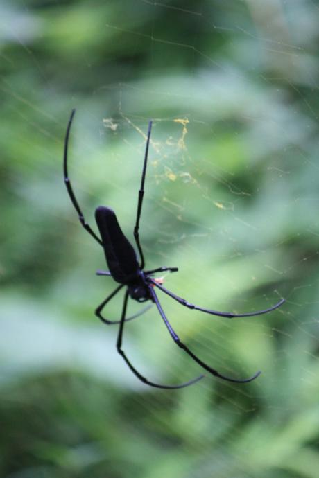 DAILY PHOTO: Big Ole Spider, Nameri National Park