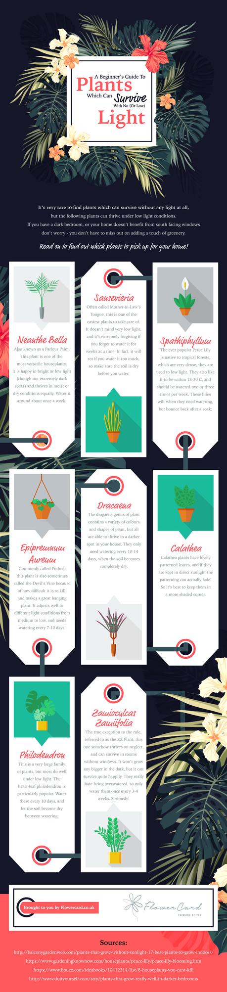 A beginner’s guide to plants that can survive in low light low-light plants infographic