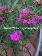 Sweet william light magenta