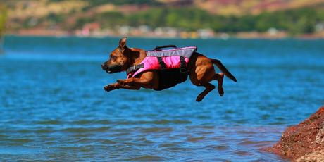 Best Dog Life Jacket (Vest) Reviews 2017 – Keep Your Dog Safe Around Water Best Dog Life Jacket