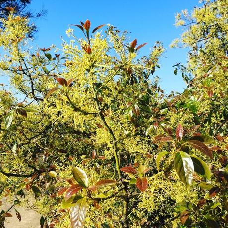 How Do Avocados Grow? avocado trees blooming