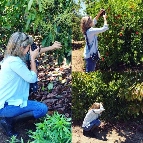 How Do Avocados Grow? photographing avocado trees