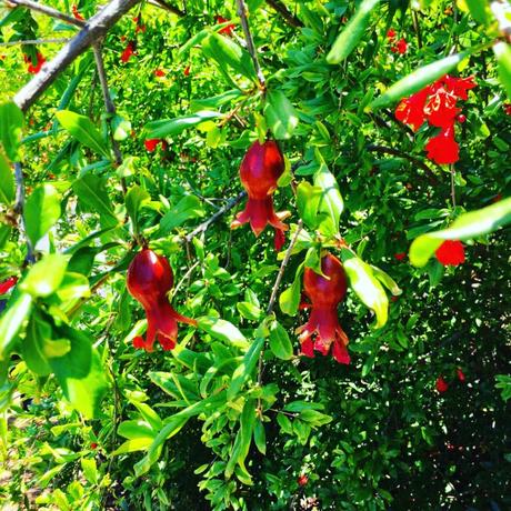 How Do Avocados Grow? pomegranate flowers