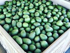 Avocados Grow?