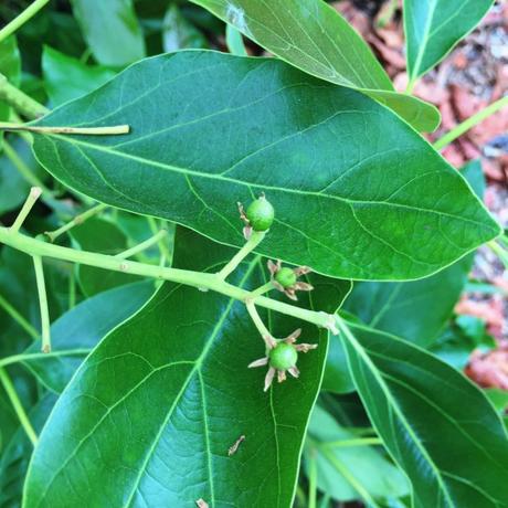 How Do Avocados Grow? baby avocados