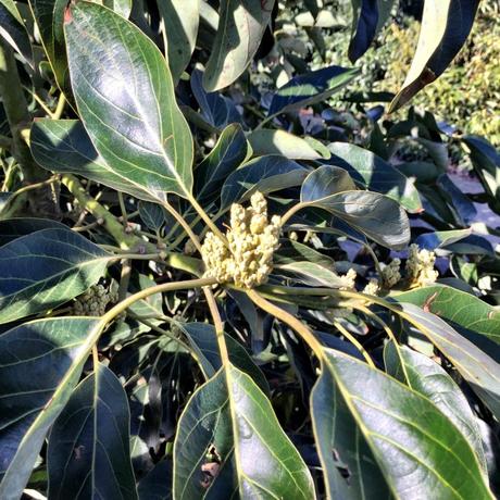 How Do Avocados Grow? buds on an avocado tree before bloom