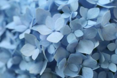 hydrangea-endless-summer-closeup-photo-linda-wiggen-kraft-blog2