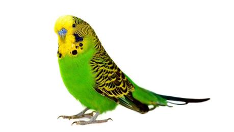 Image result for parakeet