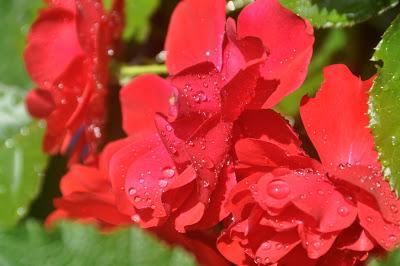 Raindrops on Roses . . . and Others