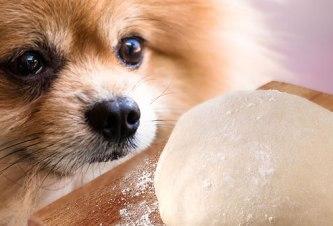 The 20 worst foods for your dog to consume