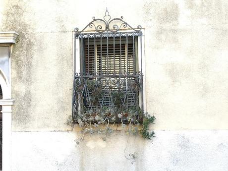 Plant Spotting in Venice