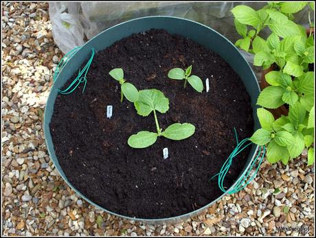 Planting Cucumbers and Courgettes