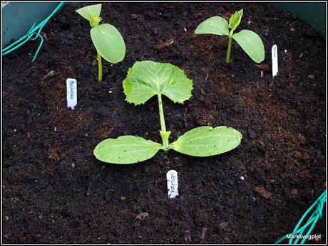 Planting Cucumbers and Courgettes