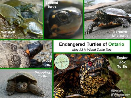 #WorldTurtleDay is #May23 #AmericanTortoiseRescue World Turtle Day Endangered Turtles of Ontario May 23