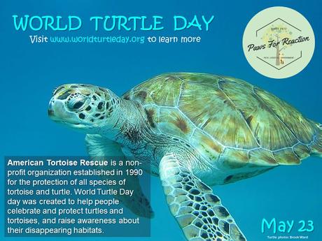 #WorldTurtleDay is #May23 #AmericanTortoiseRescue #WorldTurtleDay is #May23 #AmericanTortoiseRescue