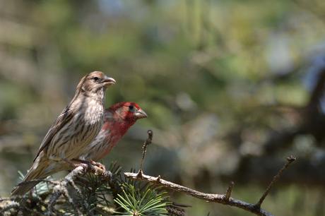 Last Week's #Birding #Photos #OttawaValley #Ontario #Canada House Finch bird in Pembroke, Ontario Photo by Stacey McIntyre-Gonzalez