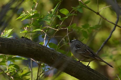 Last Week's #Birding #Photos #OttawaValley #Ontario #Canada White-crowned Sparrow bird in Pembroke, Ontario Photo by Stacey McIntyre-Gonzalez Copyright©