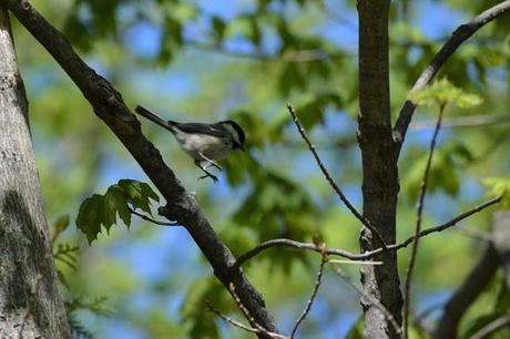 Last Week's #Birding #Photos #OttawaValley #Ontario #Canada Black-capped Chickadee in Pembroke, Ontario Photo by Stacey McIntyre-Gonzalez