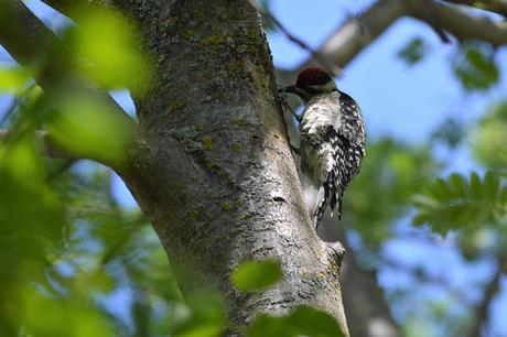 Last Week's #Birding #Photos #OttawaValley #Ontario #Canada Red-naped Sapsucker bird in Pembroke, Ontario Photo by Stacey McIntyre-Gonzalez